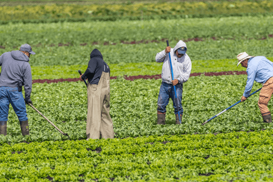 Four people working in a field