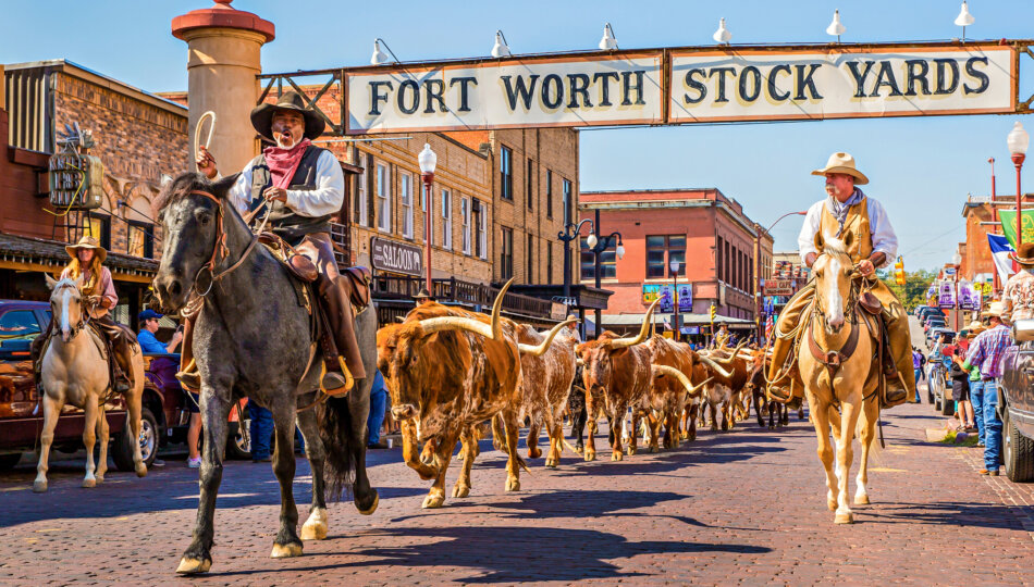 Cattle herd under Fort Worth Stock Yards sign